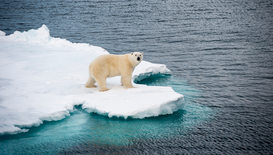 Polar bear, Arctic